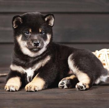 The Shiba Inu 币种
