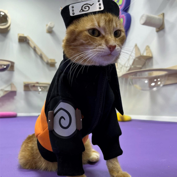 QCATRUTO 幣種