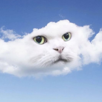 Cloud Cat 幣種