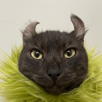 GrinchCat 幣種