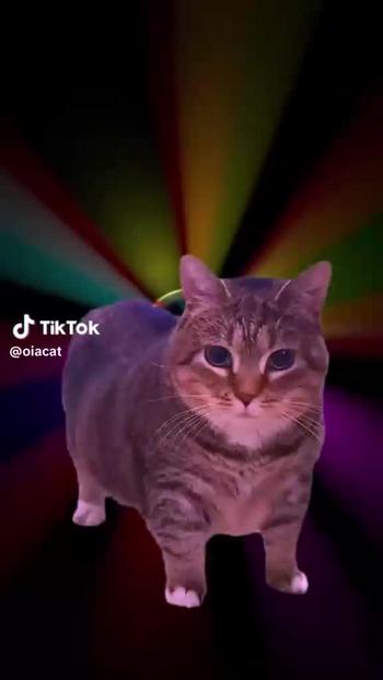 token OiaCat Disco Dance