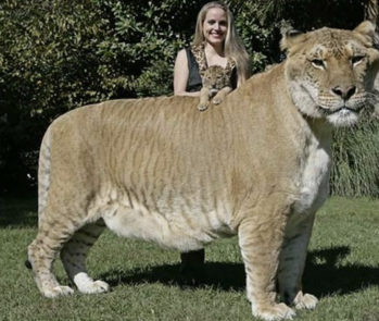 Token 50% Tiger 50% Lion