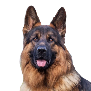 Токен GUNTHER VI⠀⠀⠀⠀⠀⠀⠀⠀⠀⠀⠀⠀⠀⠀⠀⠀⠀⠀⠀⠀⠀⠀⠀⠀⠀⠀⠀⠀⠀⠀⠀⠀⠀⠀⠀⠀⠀GUNeL5fhAcTk9HcaG3PPXxdK7pSiHNCgmioPJuDhCnqQ