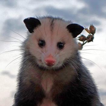  Possum Every Hour 幣種