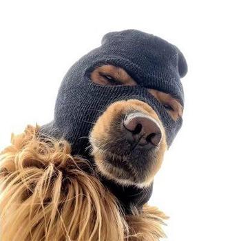 SKI MASK DOG 币种