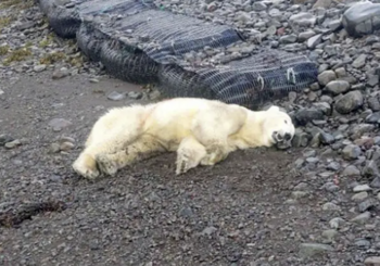 BEAR KILLED BY POLICE Token