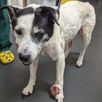 Token JUSTICE FOR SPOOK THE DOG