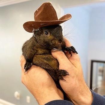 peanut 幣種