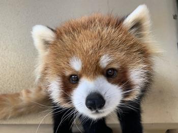 Token Cutest Red Panda in Nishiyama