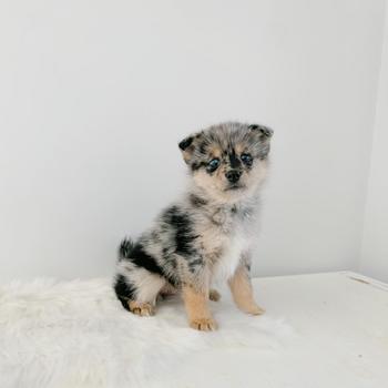 Chocolate chip the husky 幣種