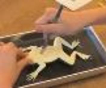  Kind Frog 币种