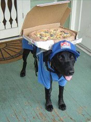 Token dog eats