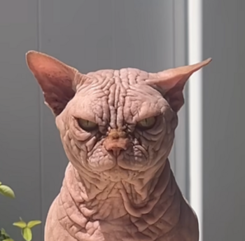 Token The bull cat