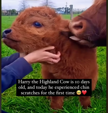 Токен The baby cow