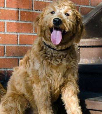 Jeton Trumps Official New Dog