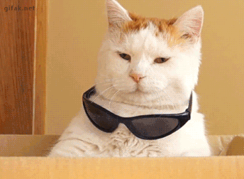 CAT WITH SWAG 币种