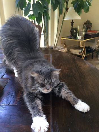 token BAKKT CEO CAT
