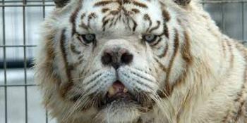 Gary the Retarded tiger Token