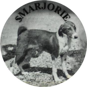 Most Important Dog In History 币种