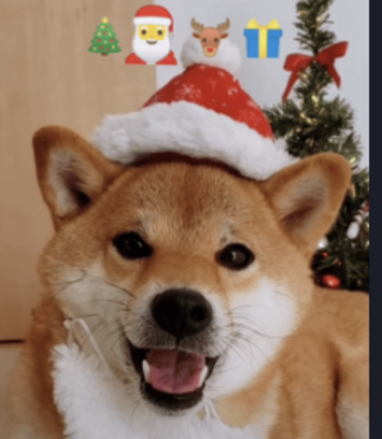 #1 TikTok Christmas Doge token
