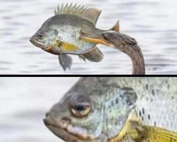 Token sad fish