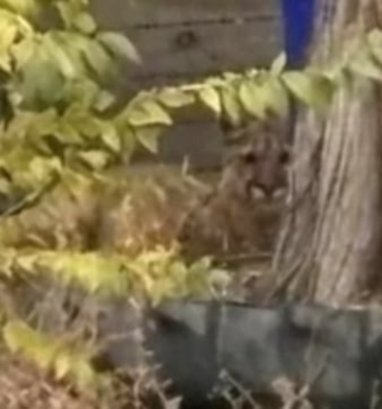 Token Lion Shot By Police