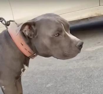 Token Dog Killed on PornHub