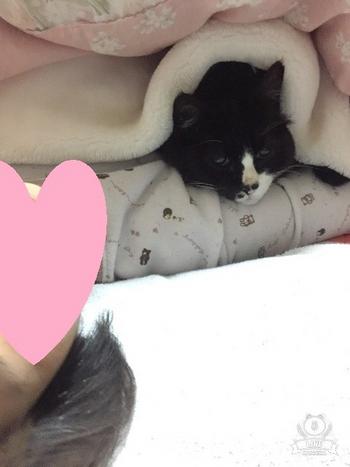 KABOSUMAMA NEW CAT Rupi 幣種