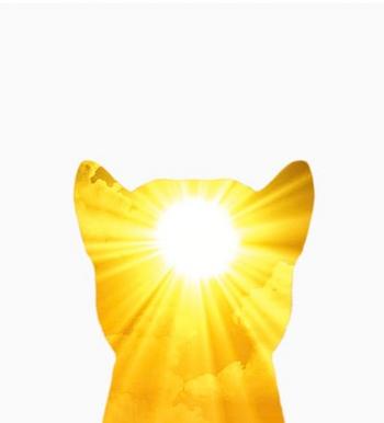 Токен sunrise dog