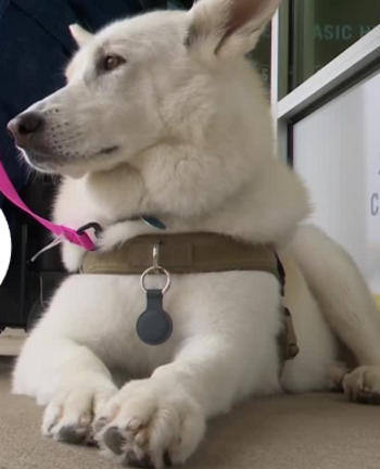 Token THE VETERAN WAR SERVICE DOG