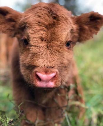 Vili Bull 币种