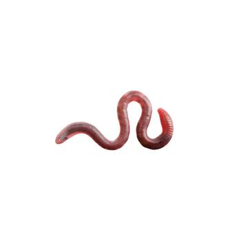 Token worm