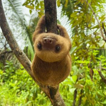 Token Molé The Sloth⠀⠀⠀⠀⠀⠀⠀⠀⠀⠀⠀⠀⠀⠀⠀⠀⠀⠀⠀⠀⠀⠀⠀⠀⠀⠀⠀⠀⠀⠀⠀⠀⠀⠀⠀⠀⠀BV1UAmoLUTjHJkQd624EvKxjYiiAWJ3e8rRMFus1pump