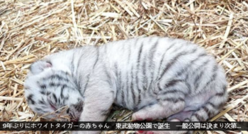 Jeton New Born Baby Tiger