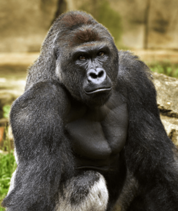 Token Ape Mascot