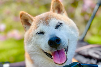 for DOGE 幣種