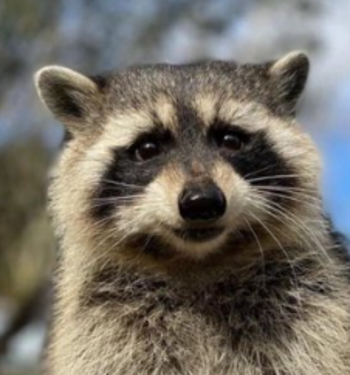 Fred the Raccoon 币种