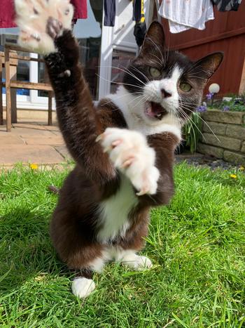 Cat Wif Attitude 幣種