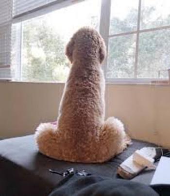 Token dog look like d
