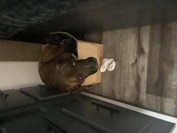 Dog in box  Token
