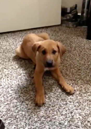 Токен First Dog To Say Nigger