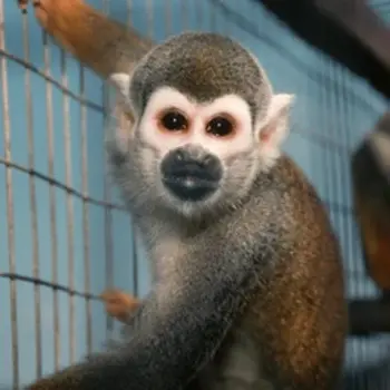 Escaped Lab Monkeys 币种