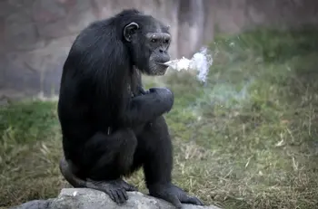 Pyongyang Zoo Smoking Chimp Token