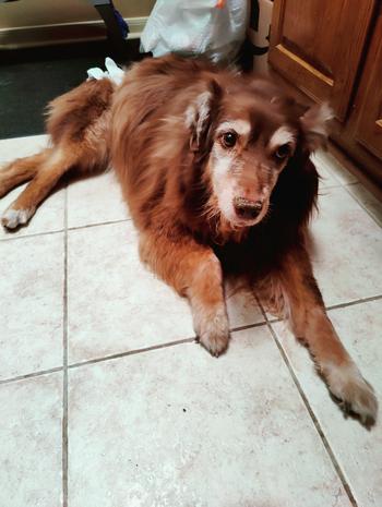 Satoshi's wife's dog token