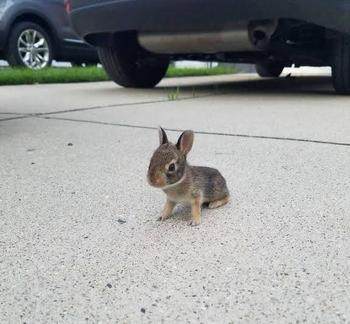 Smallest Bunny Token