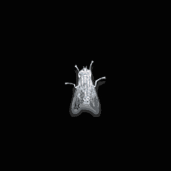 Token Watch this fly at night 