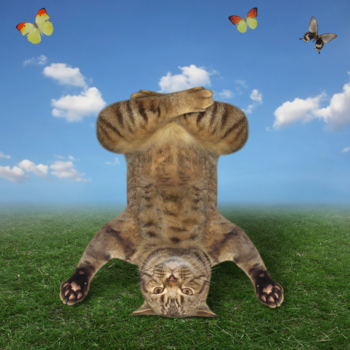 Zen Cat Token