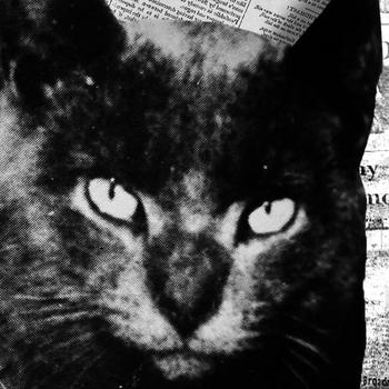 Murder Cat 幣種