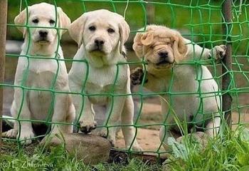 Token Be the dog on the right