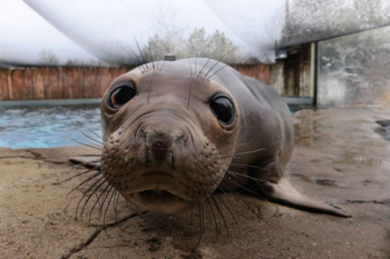 Ellie Mae the elephant seal 幣種